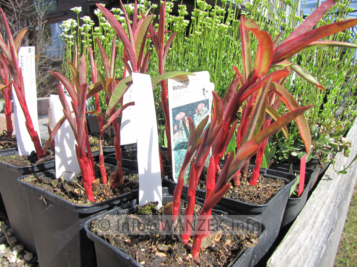 Euphorbia griffithi Fireglow Austrieb nah2.JPG